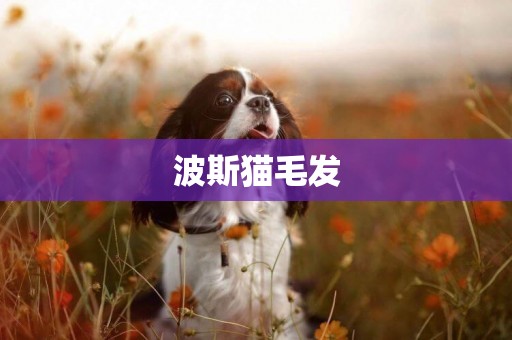 波斯貓毛發