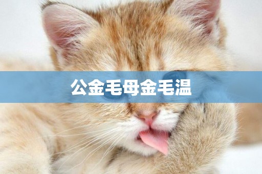 公金毛母金毛溫