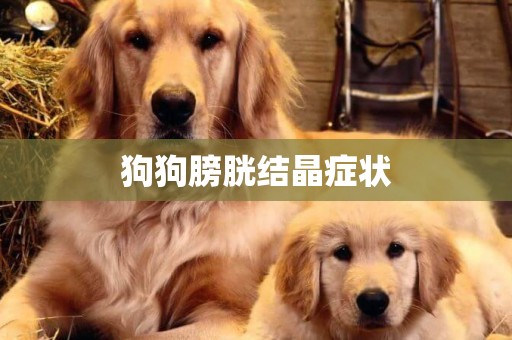 狗狗膀胱結晶癥狀