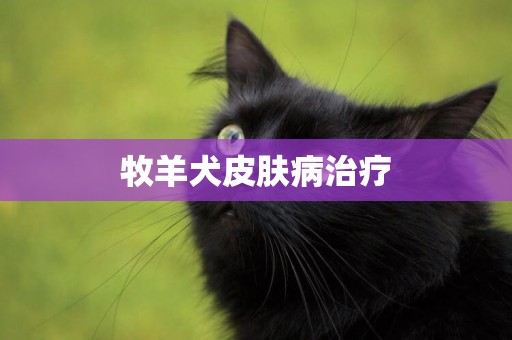 牧羊犬皮膚病治療