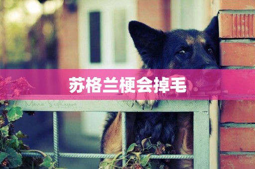 蘇格蘭梗會掉毛