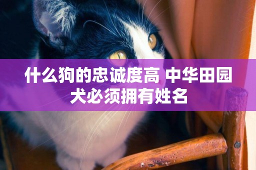 什么狗的忠誠度高 中華田園犬必須擁有姓名