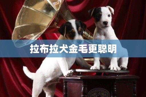 拉布拉犬金毛更聰明