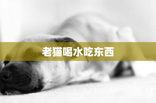老貓喝水吃東西