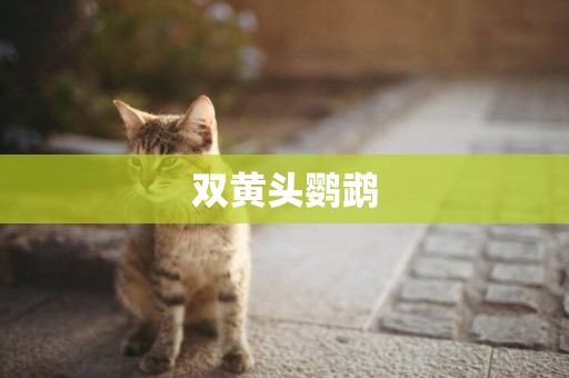 雙黃頭鸚鵡