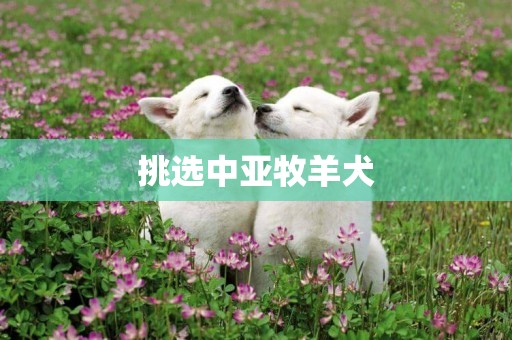 挑選中亞牧羊犬