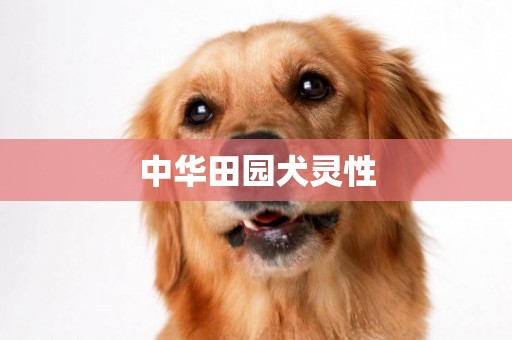中華田園犬靈性