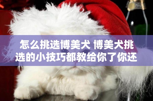怎么挑選博美犬 博美犬挑選的小技巧都教給你了你還不看看