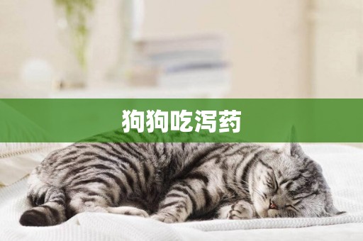 狗狗吃瀉藥