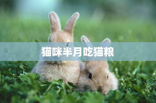 貓咪半月吃貓糧