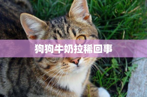 狗狗牛奶拉稀回事