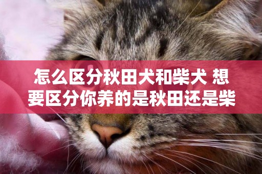 怎么區分秋田犬和柴犬 想要區分你養的是秋田還是柴犬嗎？