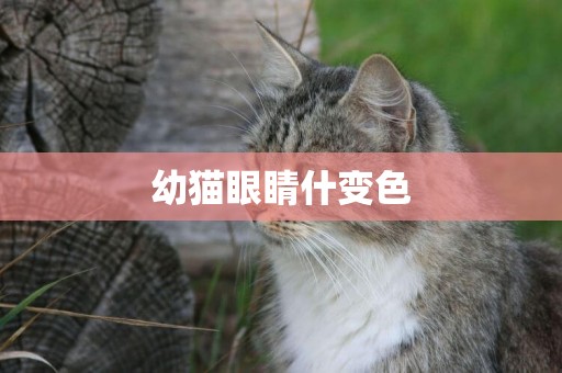 幼貓眼睛什變色