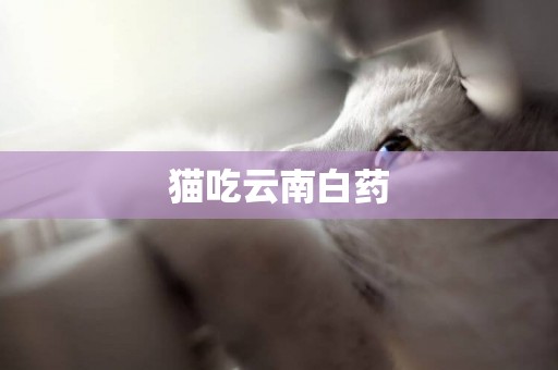 貓吃云南白藥