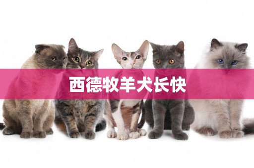 西德牧羊犬長快