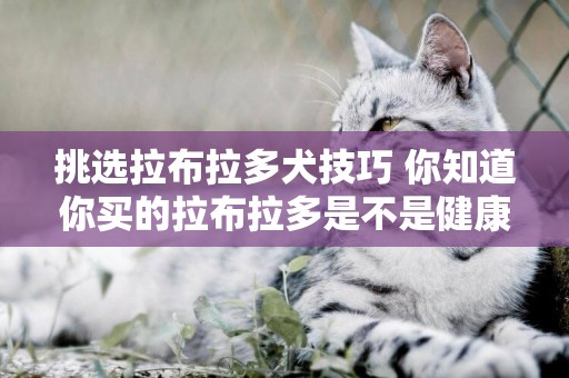 挑選拉布拉多犬技巧 你知道你買的拉布拉多是不是健康的嗎