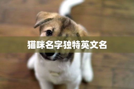 貓咪名字獨特英文名