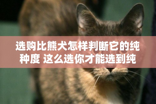 選購比熊犬怎樣判斷它的純種度 這么選你才能選到純種比熊