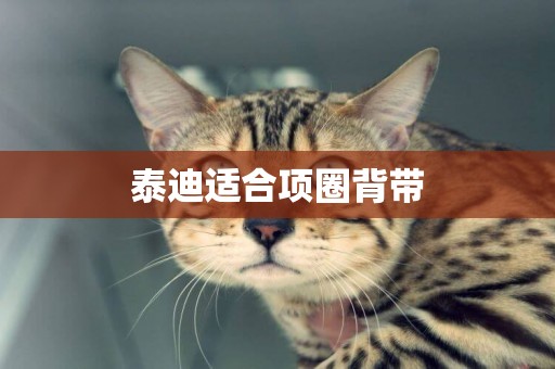 泰迪適合項圈背帶