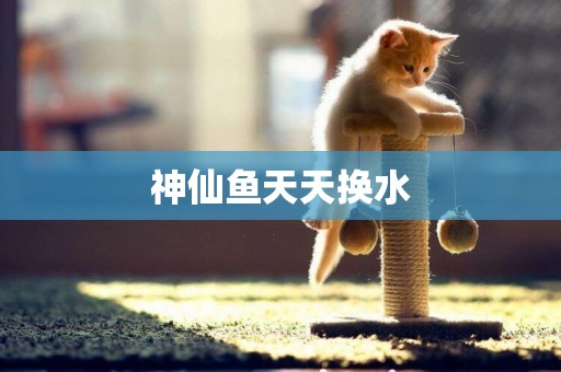 神仙魚天天換水