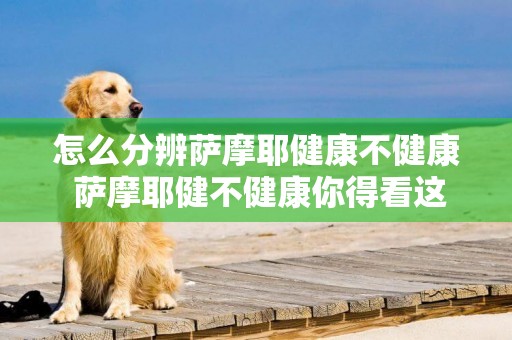 怎么分辨薩摩耶健康不健康 薩摩耶健不健康你得看這幾點！