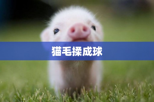 貓毛揉成球