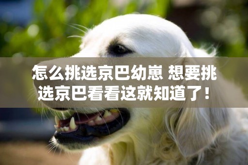 怎么挑選京巴幼崽 想要挑選京巴看看這就知道了！
