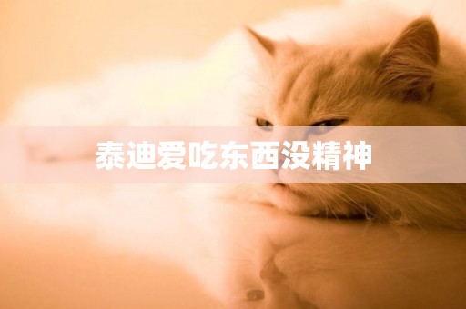 泰迪愛吃東西沒精神
