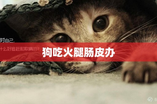 狗吃火腿腸皮辦