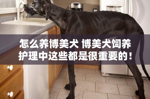 怎么養博美犬 博美犬飼養護理中這些都是很重要的！