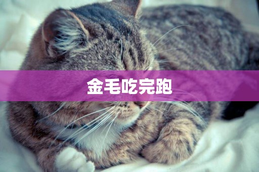 金毛吃完跑