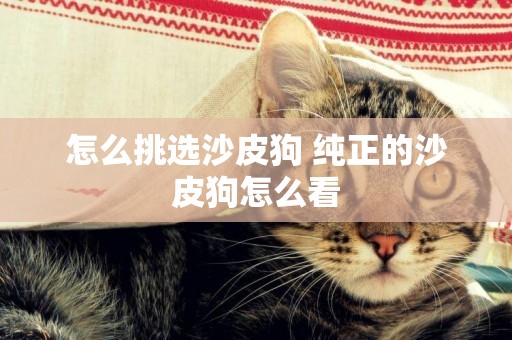 怎么挑選沙皮狗 純正的沙皮狗怎么看