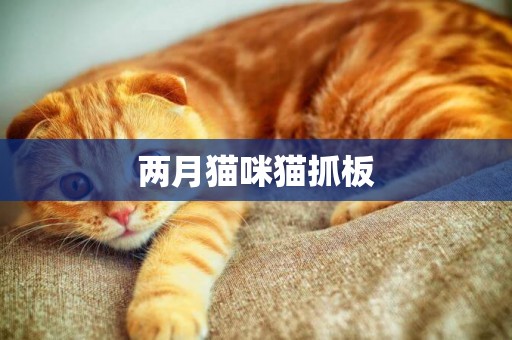 兩月貓咪貓抓板