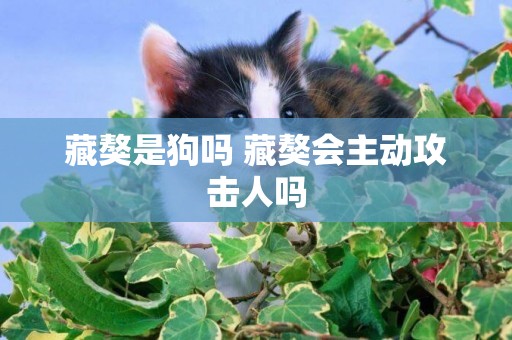 藏獒是狗嗎 藏獒會主動攻擊人嗎 藏獒是狗嗎 藏獒會主動攻擊人嗎