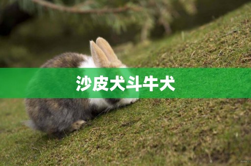 沙皮犬斗牛犬