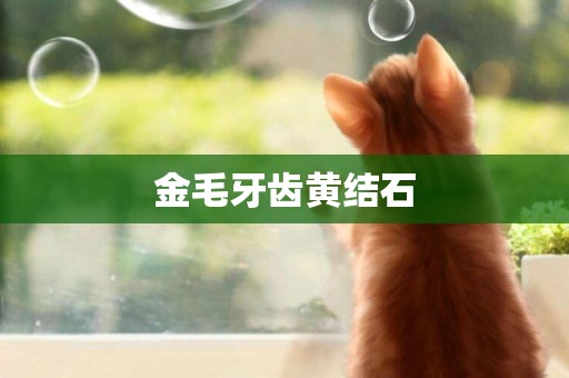 金毛牙齒黃結石
