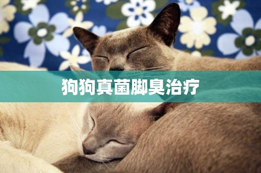 狗狗真菌腳臭治療