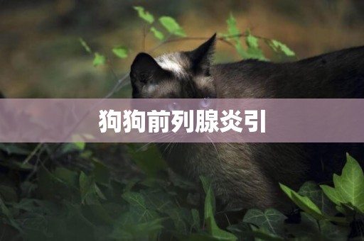狗狗前列腺炎引