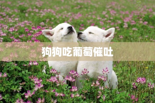 狗狗吃葡萄催吐
