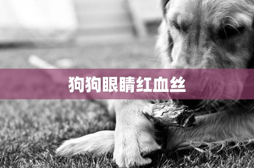 狗狗眼睛紅血絲