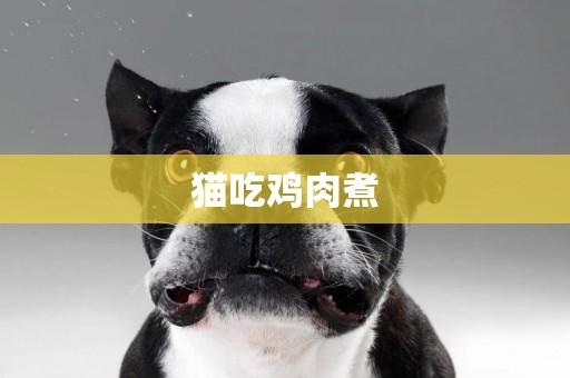 貓吃雞肉煮