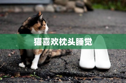 貓喜歡枕頭睡覺