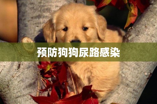 預防狗狗尿路感染