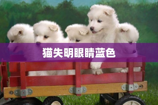 貓失明眼睛藍色