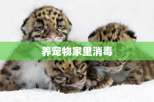 養寵物家里消毒
