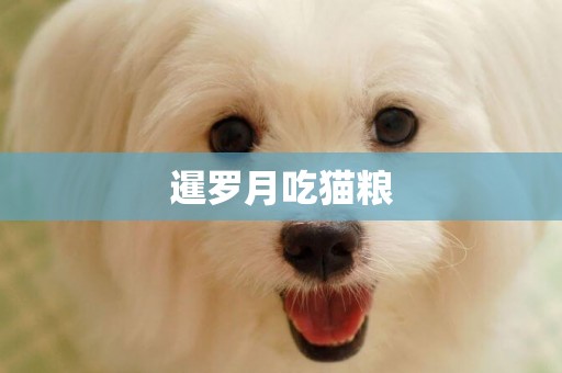 暹羅月吃貓糧