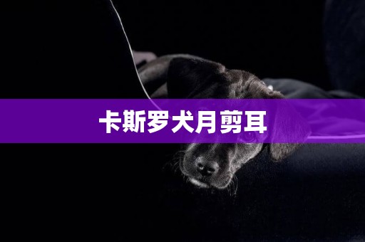 卡斯羅犬月剪耳