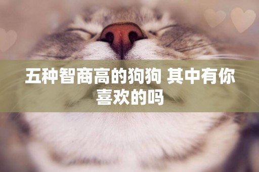 五種智商高的狗狗 其中有你喜歡的嗎 五種智商高的狗狗 其中有你喜歡的嗎