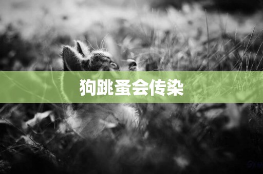 狗跳蚤會傳染