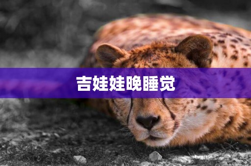 吉娃娃晚睡覺